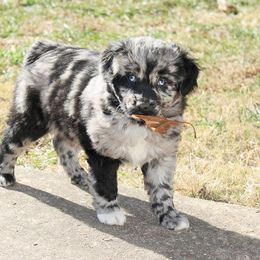 Miniature Australian Shepherd Puppies from Barbed Circle C Mini Aussies
