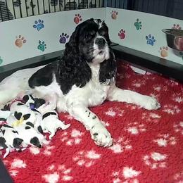 Cocker Spaniel Puppies from Hallmark Cocker Spaniels