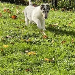 Collie Puppies from Diamund Collies