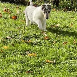 Collie Puppies from Diamund Collies