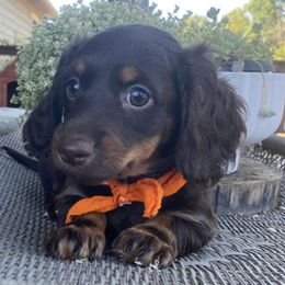 Dachshunds from Hidden Valley Farms