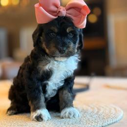 K-Tri Phantom - Phantom female Goldendoodle puppy in Lewisville, Texas from Texas Goldendoodle Lovers