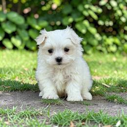 Albie - White male Maltese puppy in Bowling Green, Kentucky from Denise Clark