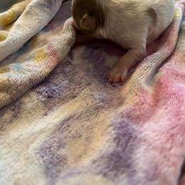 Chihuahua Puppies from Hawk's Eye Homestead