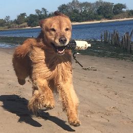 Golden Retriever All Grown Up from Firefly Cottage Golden Retrievers