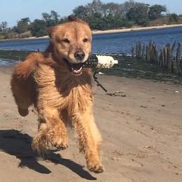 Golden Retriever All Grown Up from Firefly Cottage Golden Retrievers