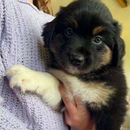 Mango - Black tri male Miniature Australian Shepherd puppy in Clarksville, Tennessee from Southern Oak Pups