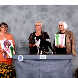 Boston Terrier Puppies from Achates Bostons