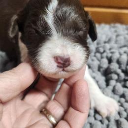 Pedal - Brown and white female Aussiedoodle puppy in Mount Clare, West Virginia from Pineview Farms Australian Shepherds