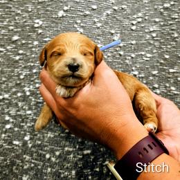 Stitch - Red  male Goldendoodle puppy in Forest, Ohio from Mini Doodle Buddies