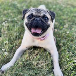 Pugs from Birdsall Dogs and Discipline