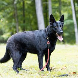 Missy - German Shepherd