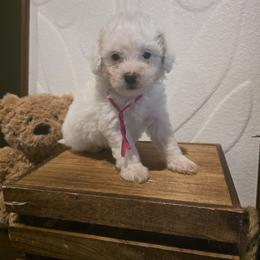 Pink girl - female Goldendoodle puppy in Bristol, Tennessee from 4goldendoodles