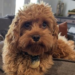 Capone - Cavapoo