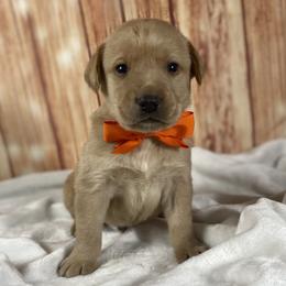 Olaf - Yellow male Labrador Retriever puppy in Newmanstown, Pennsylvania from Royalty Retrievers