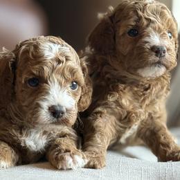 Boy 4 Selection - Apricot male Cavapoo puppy in Pleasant Hill, Iowa from Harvest Creek