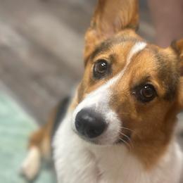 Mable bacon - Pembroke Welsh Corgi