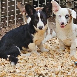 Boy - Black and white male Cardigan Welsh Corgi puppy in Natchitoches. La, Louisiana from Bleu Bayou Corgis
