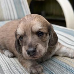 Boy 1 - Gray (blue) and cream male Dachshund puppy in Jacksonville, Florida from Little Lords & Ladies Dachshunds