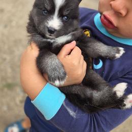 Winslow - Tri-color female Pomsky puppy in Mc Callsburg, Iowa from SZ Rolling Acres LLC