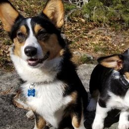 American Corgis from Little Long Pond Corgis