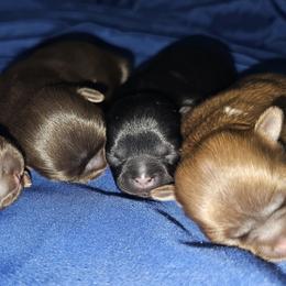 Shih Tzu Puppies from Small Pawz Kennel