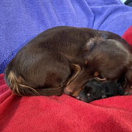 Clarabell - Dachshund