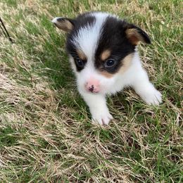 Pembroke Welsh Corgi Puppies from Red Elephant Farms