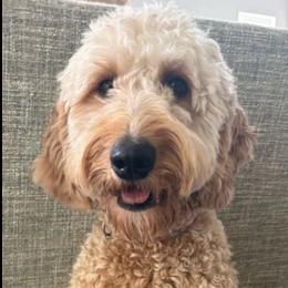 Ingrid - Goldendoodle