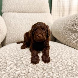 Charlie Brown - Chocolate male Cavapoo puppy in Colcord, Oklahoma from Copper Lane Aussies, Doodles & Cavapoos