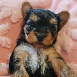Pup 5 - Black and tan female Yorkshire Terrier puppy in Polk City, Florida from Yorkies by Casey