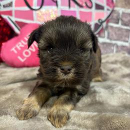 Belle - Liver female Miniature Schnauzer puppy in Lufkin, Texas from C&K’s Schnauzer House