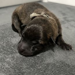Grey - Gold brindle male Dutch Shepherd puppy in Wheatland, Wyoming from Mill Iron Dutch Shepherds