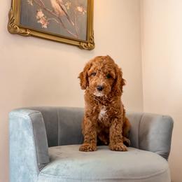 Woody - Red  male Goldendoodle puppy in Lakeland, Florida from Rolling Oak Doodles