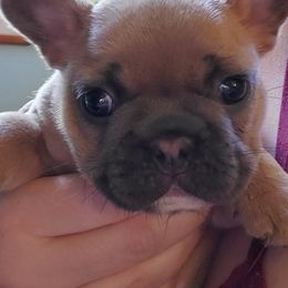 French Bulldogs from Jerri John