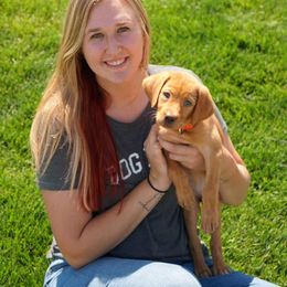 Labrador Retriever Puppies from TK Hot Kennels
