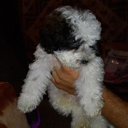 Maltipoos from C&R kennels