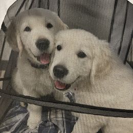 Golden Retriever Puppies from Graceful Goldens