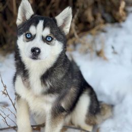 Wren - Wolf sable female Pomsky puppy in Lewiston, Minnesota from Family Pomsky