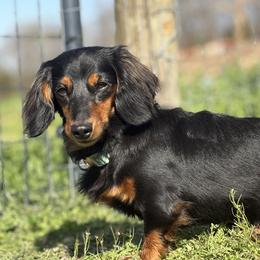 Ellie Mae - Dachshund