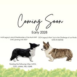 Cardigan Welsh Corgi puppies from Glacier Peak Cardigan Corgis