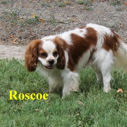 Roscoe - Cavalier King Charles Spaniel