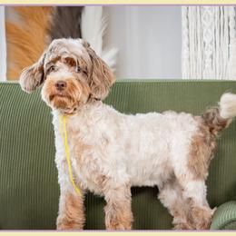 Hopps - Brown and white female Cockapoo puppy in Connersville, Indiana from Deaz Doodle Ranch
