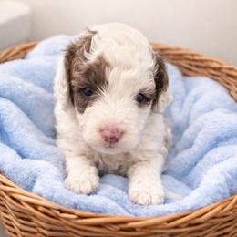 Nico - Sable male Goldendoodle puppy in North Branch, Michigan from Graceful Miniature Goldendoodles