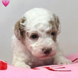 Blueberry - Parti male Goldendoodle puppy in Danville, Virginia from Stella’s Stunning Goldendoodles of VA