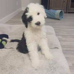 Pink collar - Gray and white female Sheepadoodle puppy in Mesa, Arizona from Desert Sheepies and Doodles