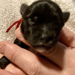Maltipoo, Morkie, and Yorkipoo Puppies from Danza Bolo