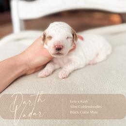 Darth Vadar - Parti male Goldendoodle puppy in Hiddenite, North Carolina from Rose and Reid Doodles