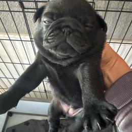 Girl 3 - Black female Pug puppy in Olivia, Minnesota from Holland Pugs