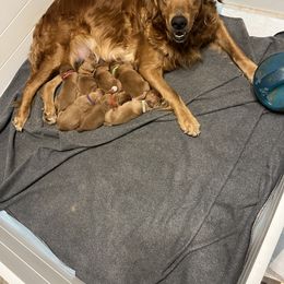 Golden Retriever Puppies from Scarlet Fern Goldens